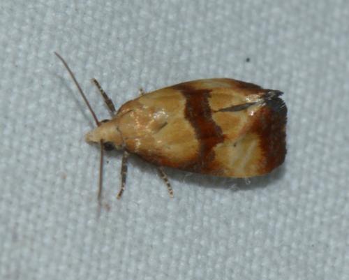 Réf. 212 436 : Eupoecilia sanguisorbana